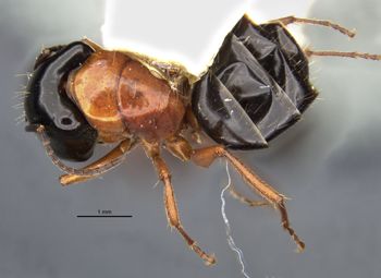 Media type: image;   Entomology 28843 Aspect: habitus dorsal view